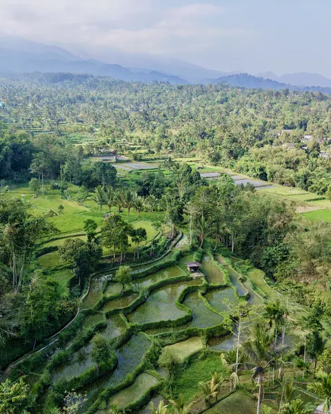 Arrozales en terrazas y palmeras en Tetebatu